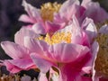 The Japanese type garden peony cultivar (Paeonia lactiflora) Eva flower blooming in summer. The outer petals